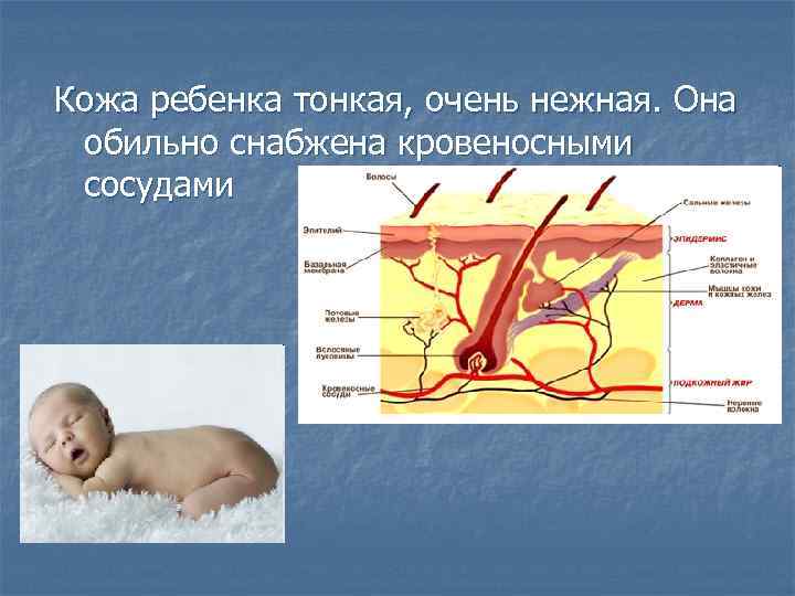 Кожa ребенка тонкая, очень нежная. Она обильно снабжена кровеносными сосудами 