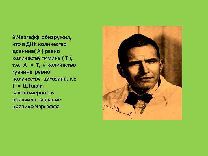 Э. Чаргафф обнаружил, что в ДНК количество аденина( А ) равно количеству тимина (