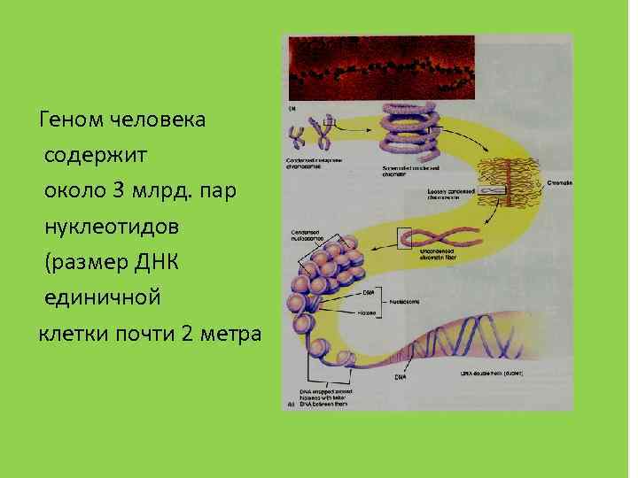 Геном человека содержит около 3 млрд. пар нуклеотидов (размер ДНК единичной клетки почти 2