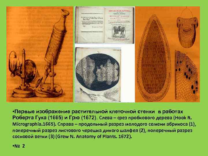  • Первые изображение растительной клеточной стенки в работах Роберта Гука (1665) и Грю