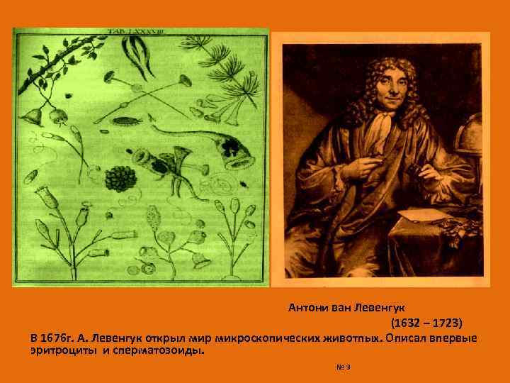 Открытие ван левенгука. Левенгук 1676. Антони Ван Левенгук открытия. Антони Ван Левенгук открыл. Антони Ван Левенгук открытия в биологии.