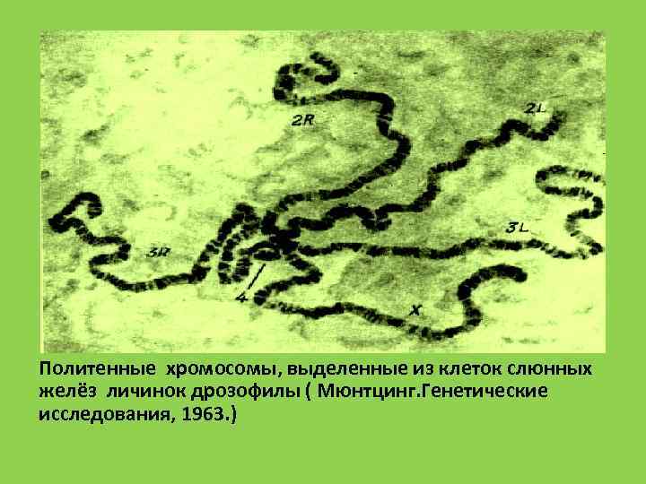 Политенные хромосомы, выделенные из клеток слюнных желёз личинок дрозофилы ( Мюнтцинг. Генетические исследования, 1963.