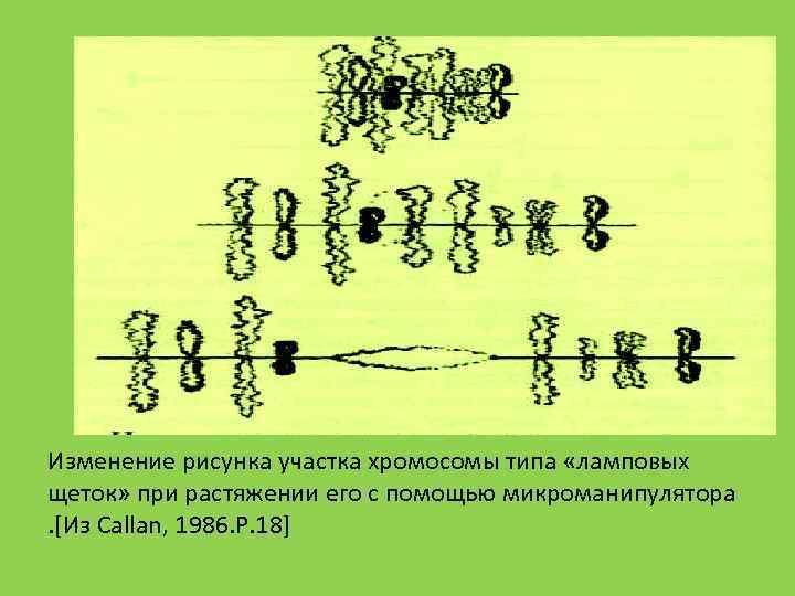 Участок хромосомы. Хромосомы типа ламповых щеток строение. Хромосома рисунок. Типы хромосом. Хромосома типа ламповых щеток рисунок.