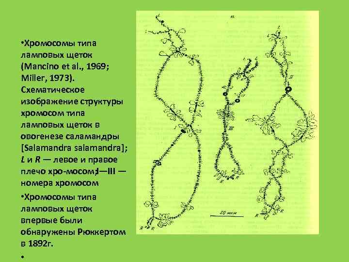 Хромосомы у растений