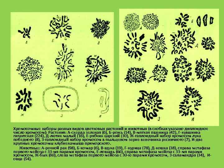 Хромосомы определяют окраску растения. Набор хромосом у растений. Наборы хромосом у растений ЕГЭ. Набор хромосом у растений и животных. Набор хромосом у цветковых растений.