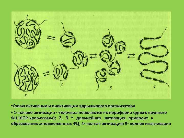  • Схема активации и инактивации ядрышкового организатора • 1 начало активации «елочки» появляются
