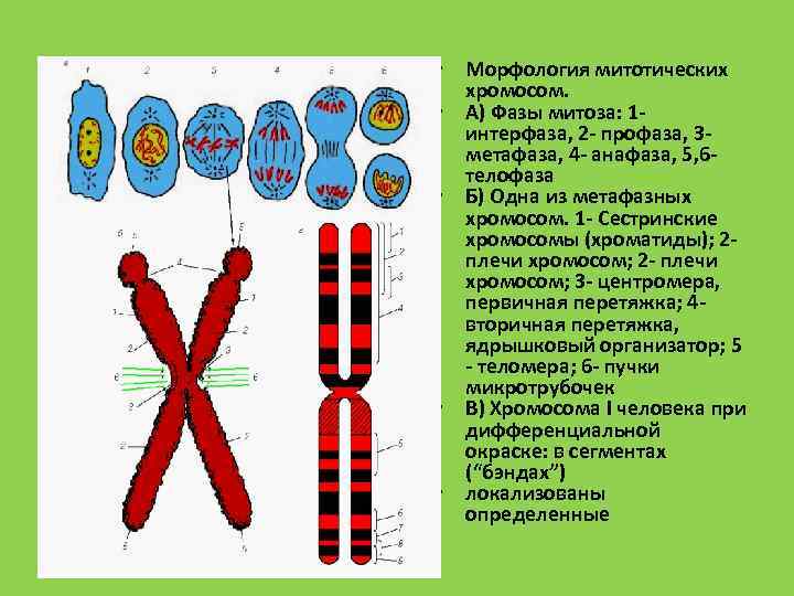 Соответствующие хромосомы