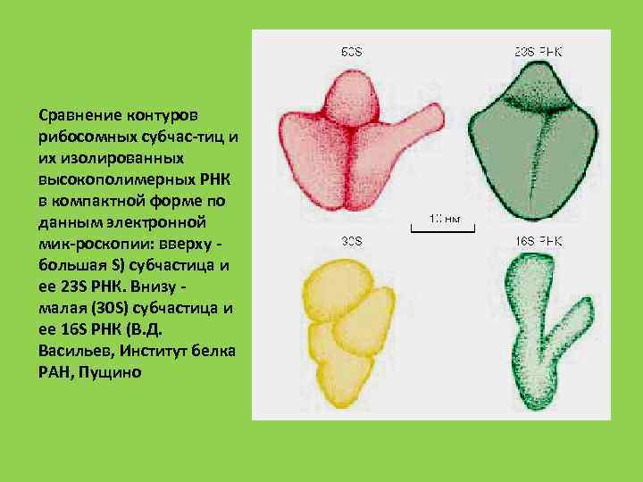 Сравнение контуров рибосомных субчас тиц и их изолированных высокополимерных РНК в компактной форме по