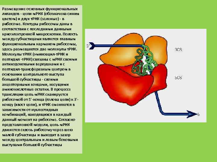 Размещение основных функциональных лигандов цепи м. РНК (обозначена синим цветом) и двух т. РНК