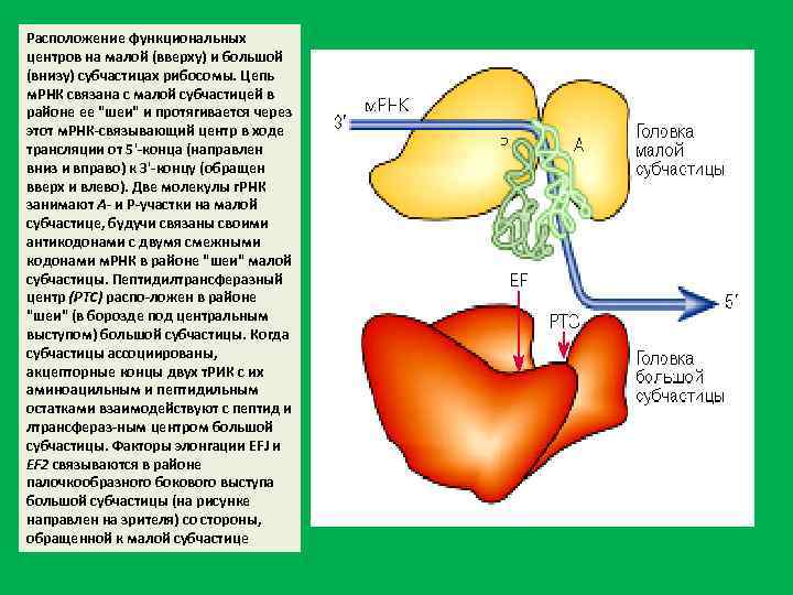 Расположение функциональных центров на малой (вверху) и большой (внизу) субчастицах рибосомы. Цепь м. РНК