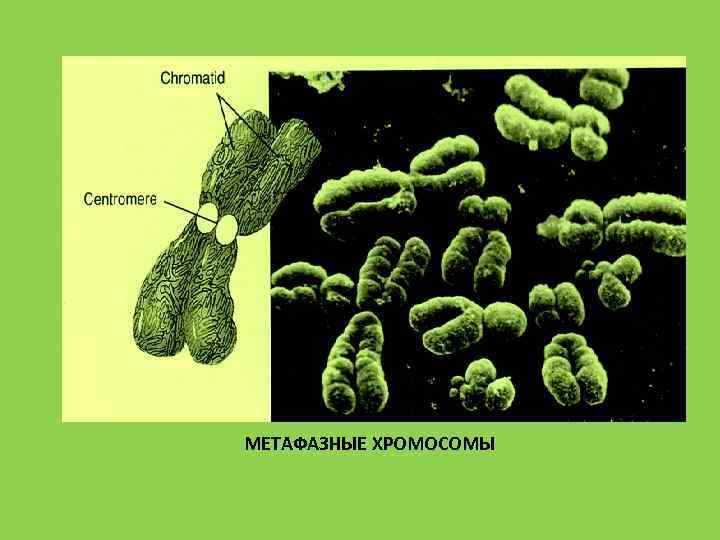 МЕТАФАЗНЫЕ ХРОМОСОМЫ 