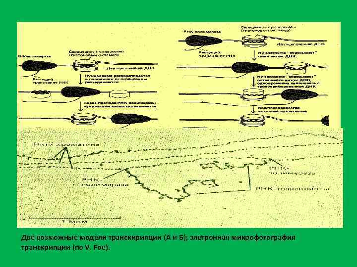 Две возможные модели транскирипции (А и Б); элетронная микрофотография транскрипции (по V. Foe). 