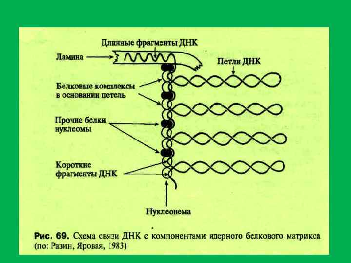 Составьте схему поведения хромосом в процессе мейоза животной клетки с 6 хромосомами