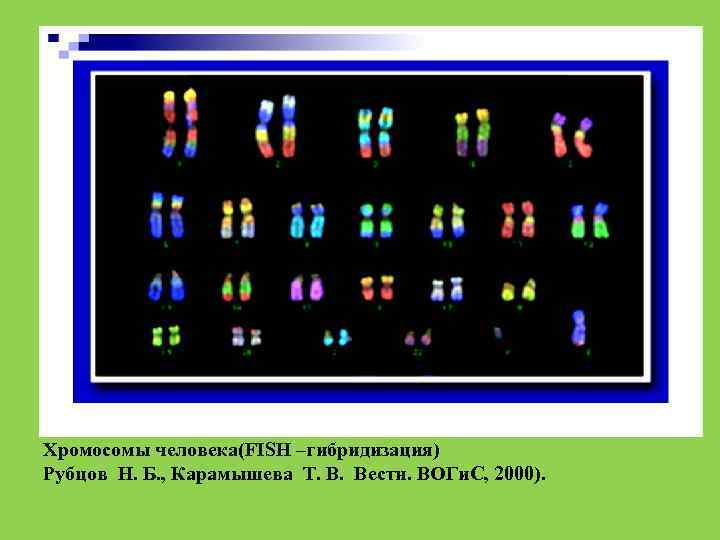 Хромосомы человека(FISH –гибридизация) Рубцов Н. Б. , Карамышева Т. В. Вестн. ВОГи. С, 2000).