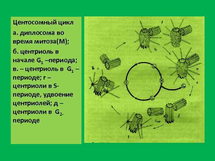 Удвоение центриолей происходит в период