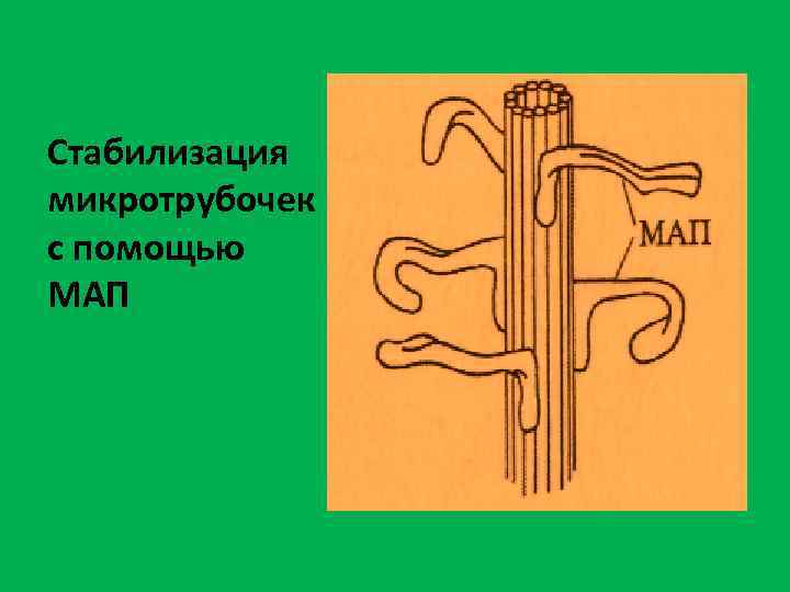 Стабилизация микротрубочек с помощью МАП 