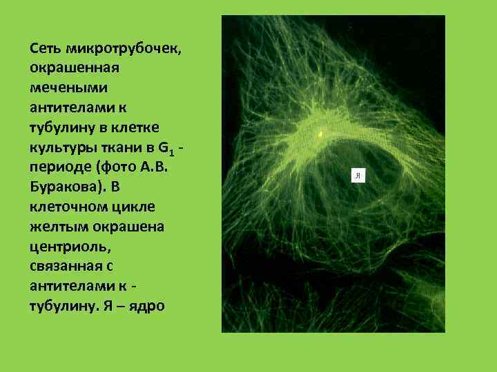 Сеть микротрубочек, окрашенная мечеными антителами к тубулину в клетке культуры ткани в G 1