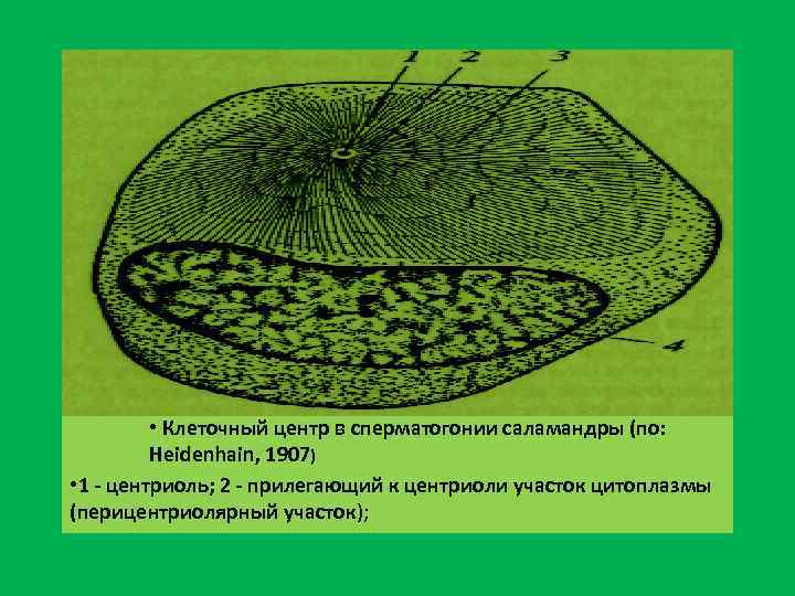  • Клеточный центр в сперматогонии саламандры (по: Heidenhain, 1907) • 1 - центриоль;