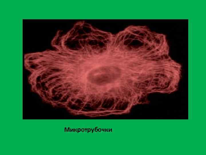 Микротрубочки 