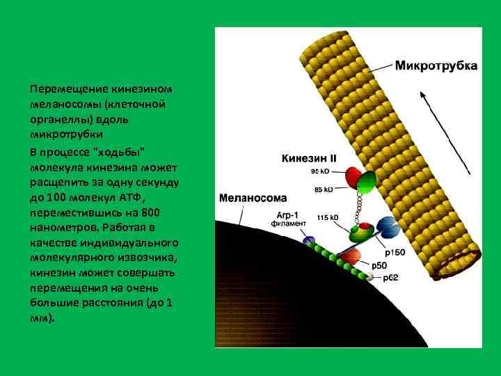 Перемещение кинезином меланосомы (клеточной органеллы) вдоль микротрубки В процессе 