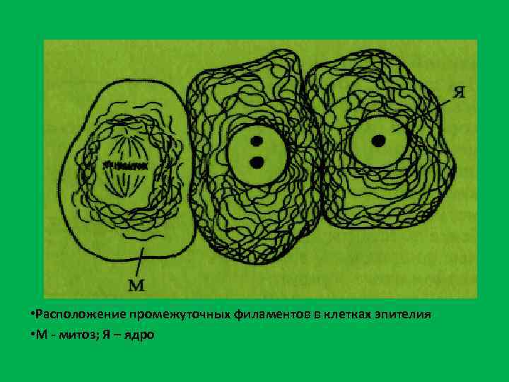  • Расположение промежуточных филаментов в клетках эпителия • М - митоз; Я –
