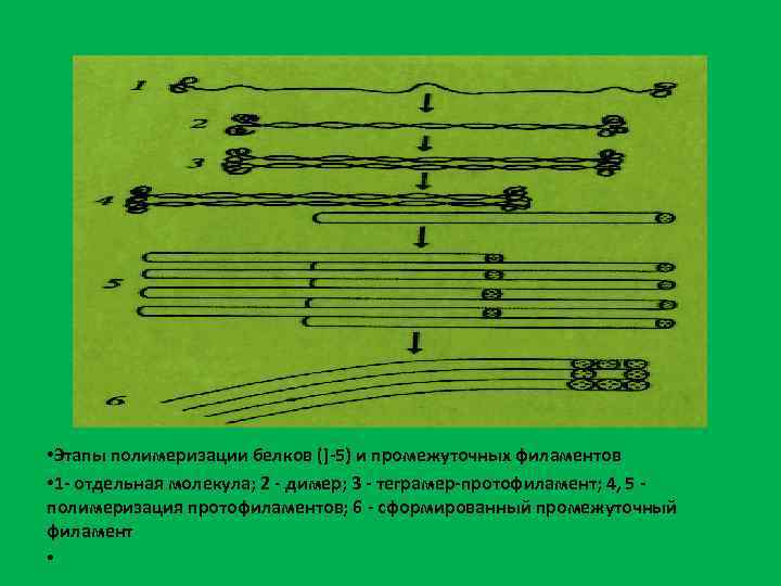  • Этапы полимеризации белков (]-5) и промежуточных филаментов • 1 - отдельная молекула;