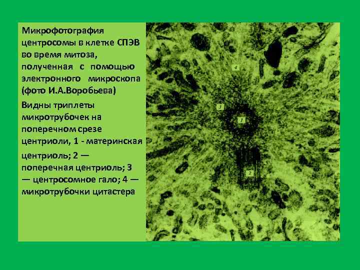 Микрофотография центросомы в клетке СПЭВ во время митоза, полученная с помощью электронного микроскопа (фото