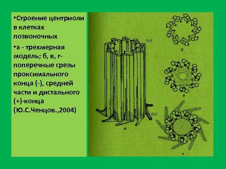  • Строение центриоли в клетках позвоночных • а - трехмерная модель; б, в,
