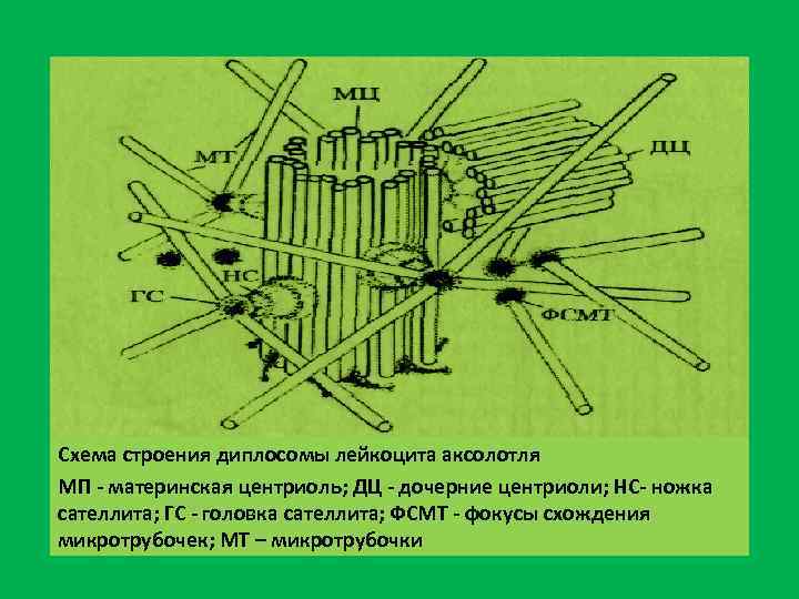 Центр схема. Микротрубочки клеточный центр цитоскелет. Цитоскелет строение и функции клеточного центра. Диплосома клеточного центра. Схема тонкого строения центриоли.