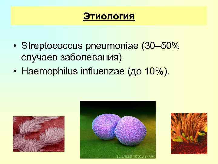 Этиология • Streptococcus pneumoniae (30– 50% случаев заболевания) • Haemophilus influenzae (до 10%). 