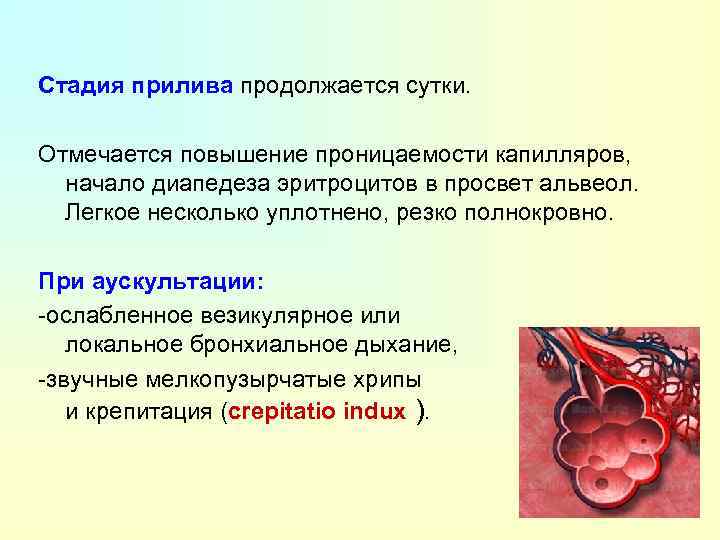 Стадия прилива продолжается сутки. Отмечается повышение проницаемости капилляров, начало диапедеза эритроцитов в просвет альвеол.