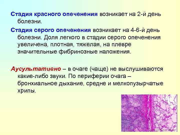 Стадия красного опеченения возникает на 2 -й день болезни. Стадия серого опеченения возникает на