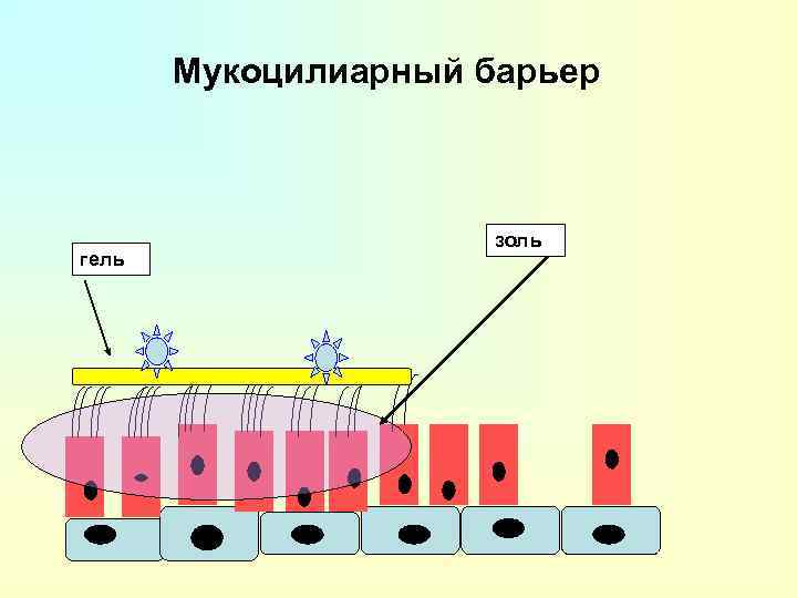 Мукоцилиарный барьер гель золь 