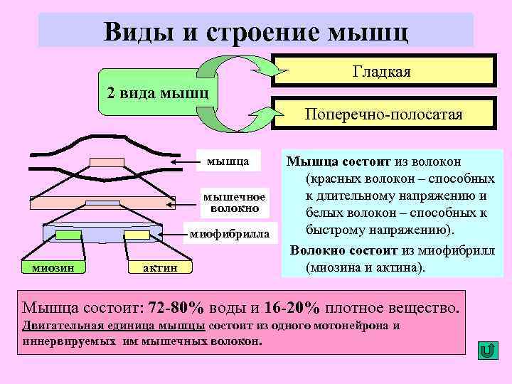 Виды и строение мышц Гладкая 2 вида мышц Поперечно-полосатая мышца мышечное волокно миофибрилла миозин