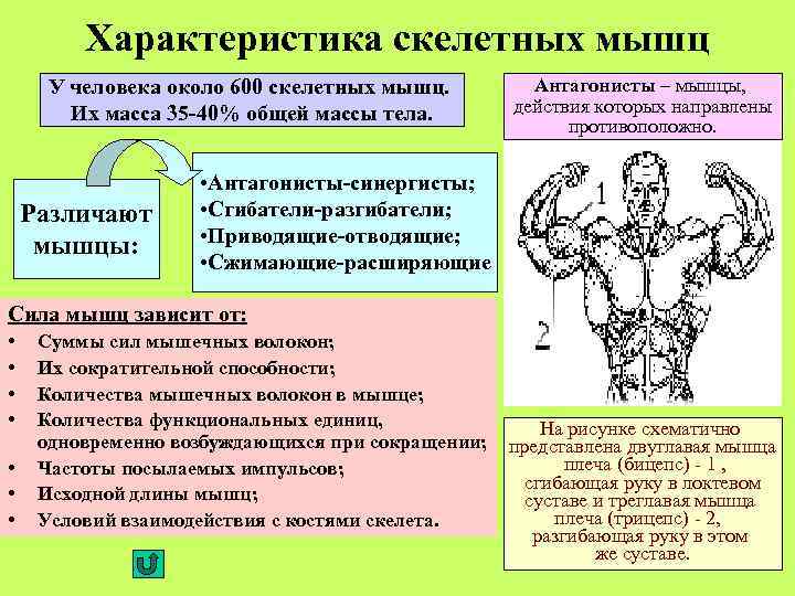 Характеристика скелетных мышц У человека около 600 скелетных мышц. Их масса 35 -40% общей