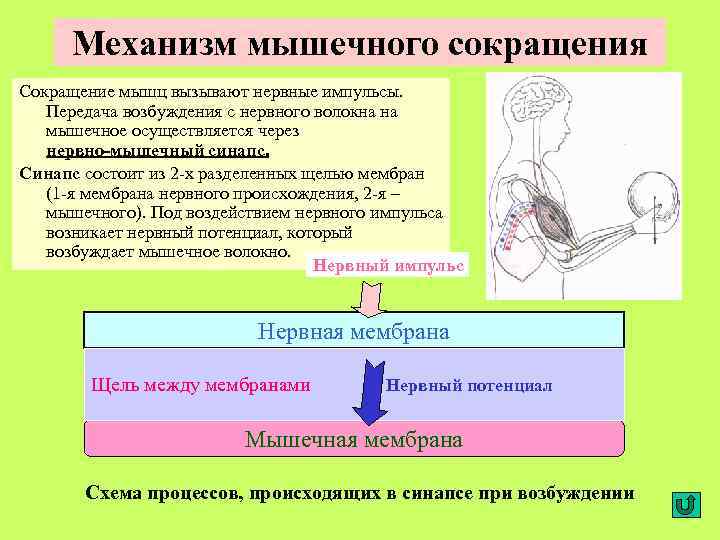 Схема мышечного сокращения биохимия