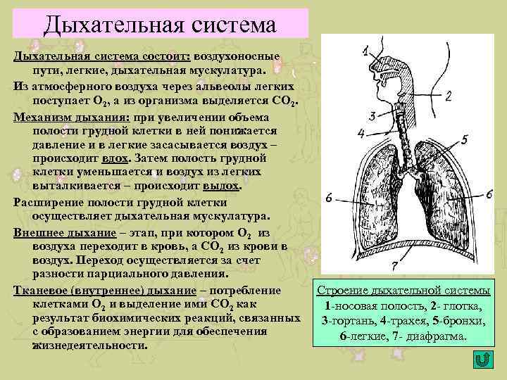 Дыхательная система состоит: воздухоносные пути, легкие, дыхательная мускулатура. Из атмосферного воздуха через альвеолы легких