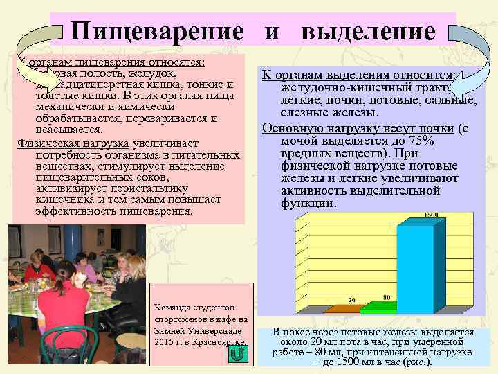 Пищеварение и выделение К органам пищеварения относятся: ротовая полость, желудок, двенадцатиперстная кишка, тонкие и