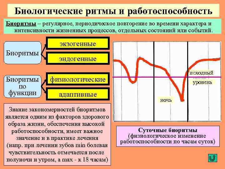 Биологические ритмы картинки