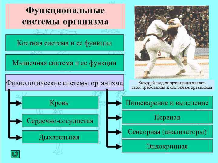 Средства физической культуры в повышении функциональных возможностей организма презентация