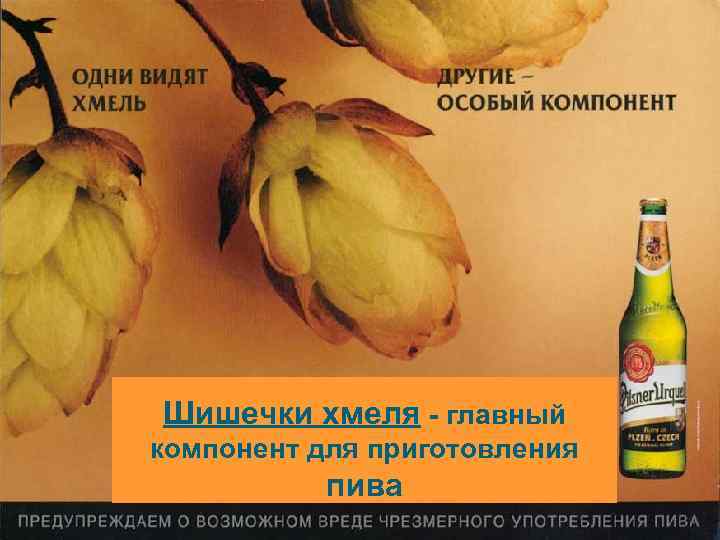 Шишечки хмеля - главный компонент для приготовления пива 