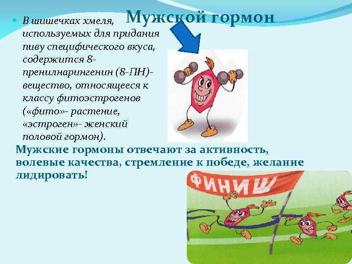 Мужской гормон В шишечках хмеля, используемых для придания пиву специфического вкуса, содержится 8 пренилнарингенин