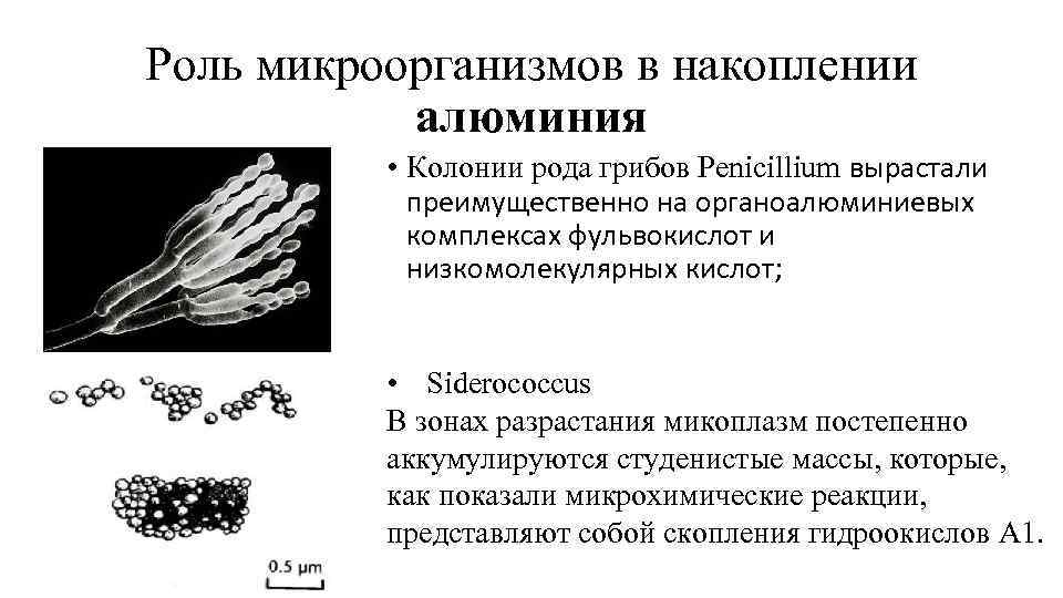 Роль микроорганизмов в накоплении алюминия • Колонии рода грибов Penicillium вырастали преимущественно на органоалюминиевых