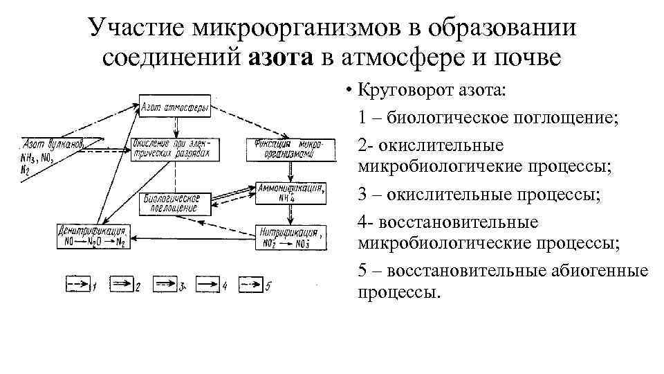 Участие микроорганизмов в образовании соединений азота в атмосфере и почве • Круговорот азота: •