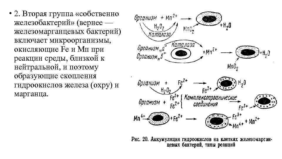  • 2. Вторая группа «собственно железобактерий» (вернее — железомарганцевых бактерий) включает микроорганизмы, окисляющие