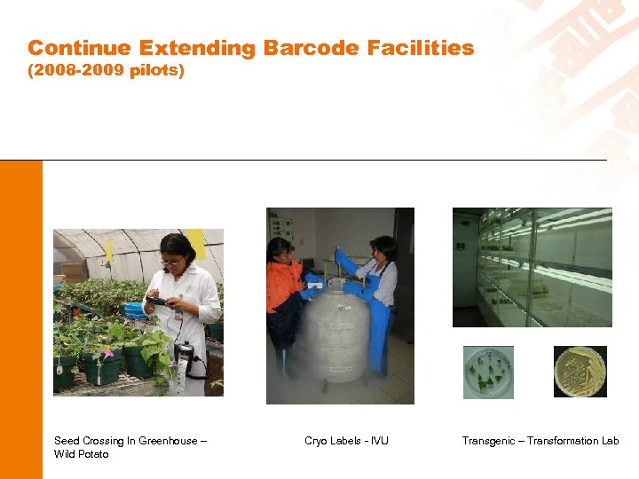 Continue Extending Barcode Facilities (2008 -2009 pilots) Seed Crossing In Greenhouse – Wild Potato