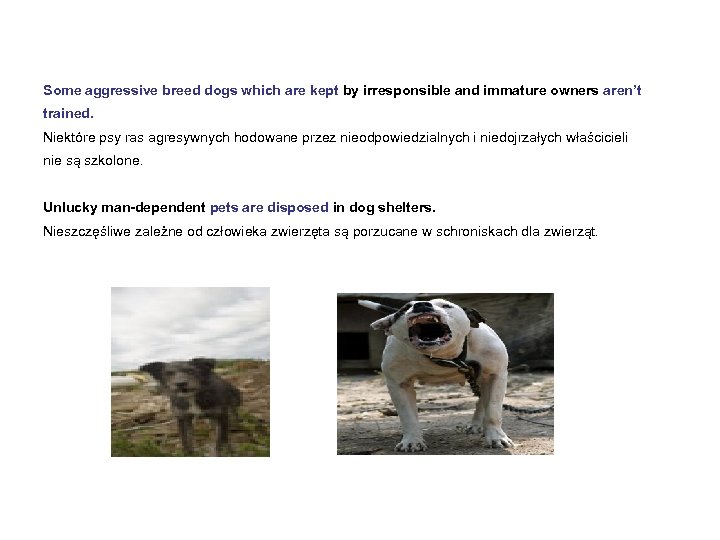 Some aggressive breed dogs which are kept by irresponsible and immature owners aren’t trained.