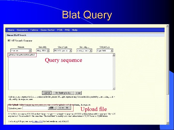 Blat Query sequence Upload file 