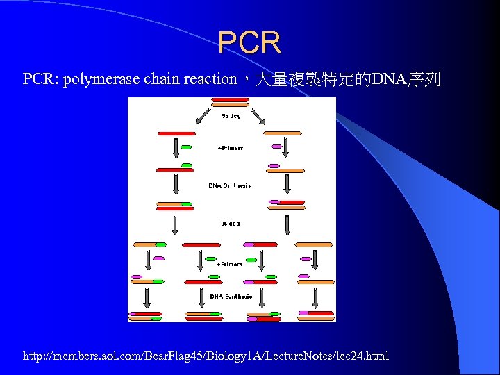 PCR PCR: polymerase chain reaction，大量複製特定的DNA序列 http: //members. aol. com/Bear. Flag 45/Biology 1 A/Lecture. Notes/lec