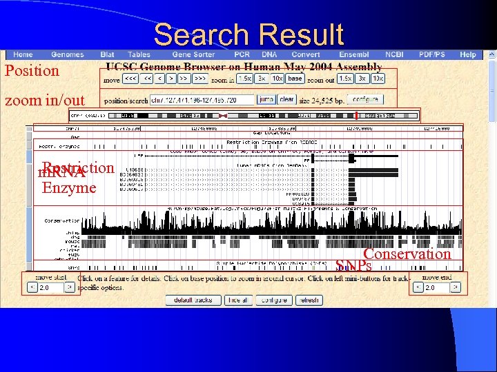 Search Result Position zoom in/out Restriction m. RNA Enzyme Conservation SNPs 